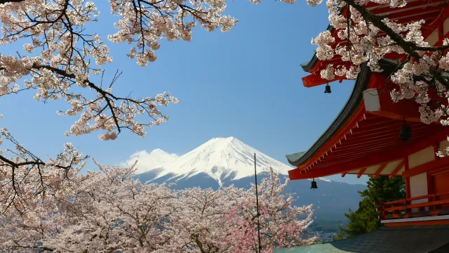 Beautiful cherry blossoms framing mount fuji and c — Seguro de viaje para Japón